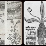 A sinistra: Female mandrake, 1491  Wellcome Collection - CC BY. A destra,  The mandrake from Hortus Sanitatis. Credit:  Wellcome Collection - CC BY